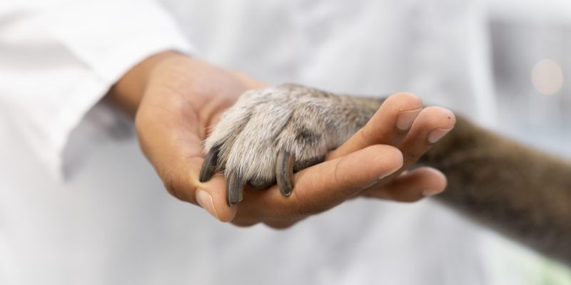 close-up-hand-holding-dog-paw